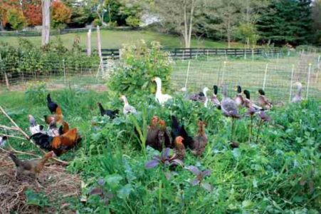 Grow Cover Crops for the Best Garden Soil Image